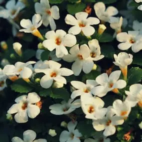 NeuroPrime ingredient Bacopa Monnieri for memory