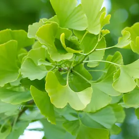 NeuroPrime ingredient Ginkgo Biloba for memory