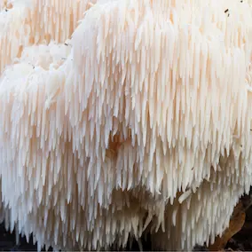 NeuroPrime ingredient Lions Mane mushroom