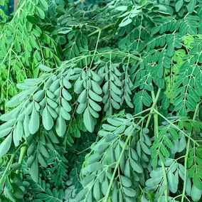 NeuroPrime ingredient Moringa for brain health