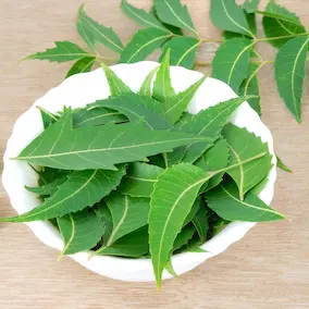 NeuroPrime ingredient Neem for wellness