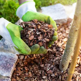 NeuroPrime ingredient Pine Bark Extract
